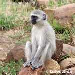 white monkey picture