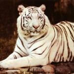 simple tiger picture