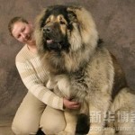 big dog with man wallpaper
