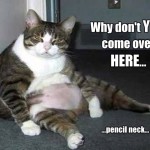 xcitefun funny cat picture