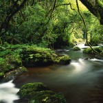 forest jungle picture