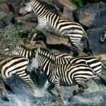 danger zebras wallpaper