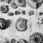 ammonoid fossils wallpaper