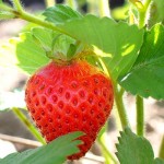 strawberry on leave picture