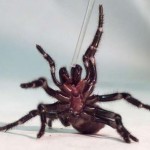 brown spider picture