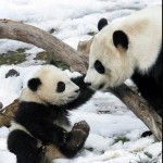 baby panda picture