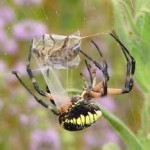 spider on leaf picture