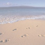 beach path water sand picture