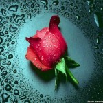 best rose wallpaper
