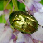 insect on leaf picture