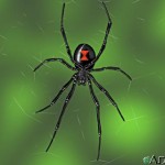 green spider picture