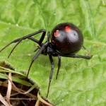 black widow picture