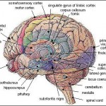 hd brain picture
