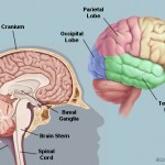 3d brain picture