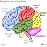 great brain picture