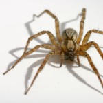 top spider picture