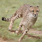 best cheetah picture