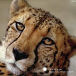 one side cheetah picture