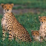 cheetah on grass picture