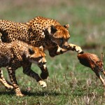 top cheetah picture