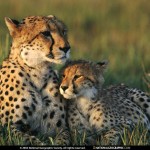 nice cheetah picture