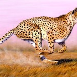 cheetah wallpaper image