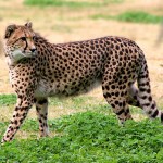 one cheetah picture