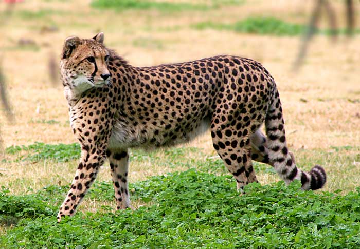 one cheetah picture