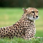 hd cheetah picture
