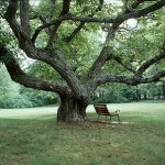 light green tree picture