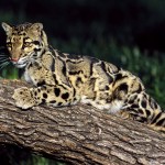 free leopard picture