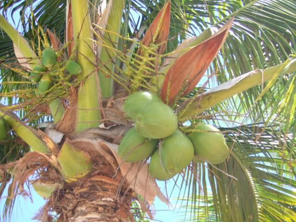 coconut tree wallpaper
