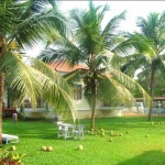 coconut trees wallpaper