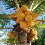 Coconut Tree wallpaper
