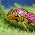 pink insect picture