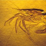 crayfish fossils picture