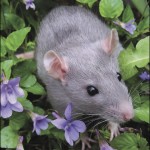 nice rat picture