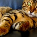 sitting tiger cat picture