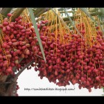 dates fruit wallpaper