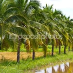 green coconut tree picture