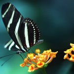 butterfly Dean Forbes wallpaper