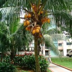 dwarf coconut tree wallpaper