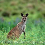 grey kangaroo picture
