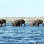 elephants in the river picture