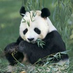 cute picture of panda