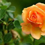 orange flower hd wallpaper