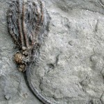 simple fossils picture