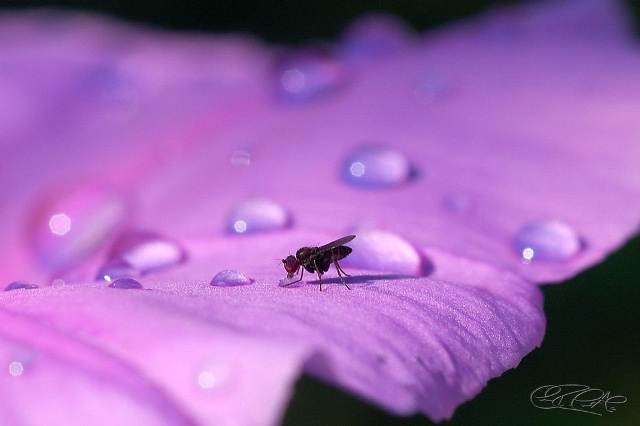 thirsty fly hd pc wallpaper