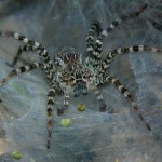 gray spider picture