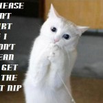 cute funny cat picture